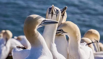 爱游戏电竞官网-瑞典马德里战记 测试球队实力前景 欧预赛在即，马德里竞技ds