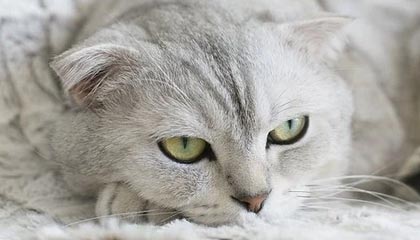 爱游戏中国官方登录入口网站-勇士新秀崛起谁是下一个库里，勇士 新秀