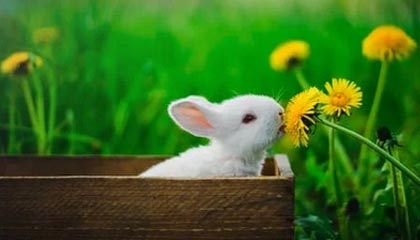 爱游戏体育平台-赛程密集与欧战赛程对阵容轮换策略影响，欧战新赛制