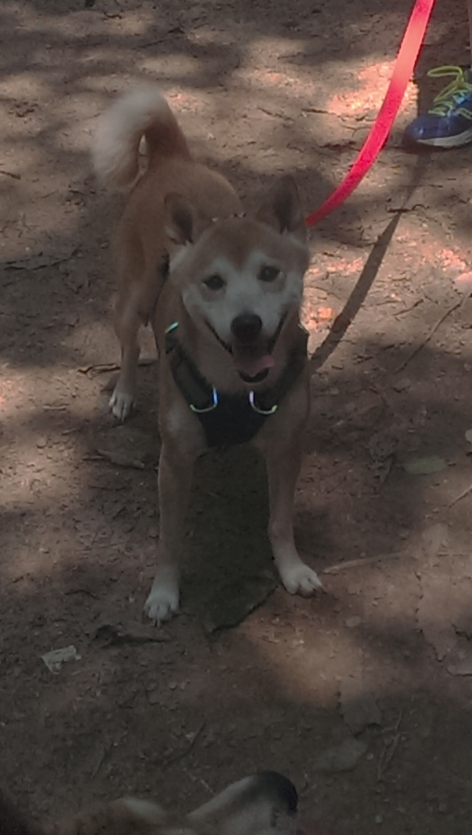 AYX GAME-特色祭祀运动会，文化传承与健康生活融合，祭祀仪式活动