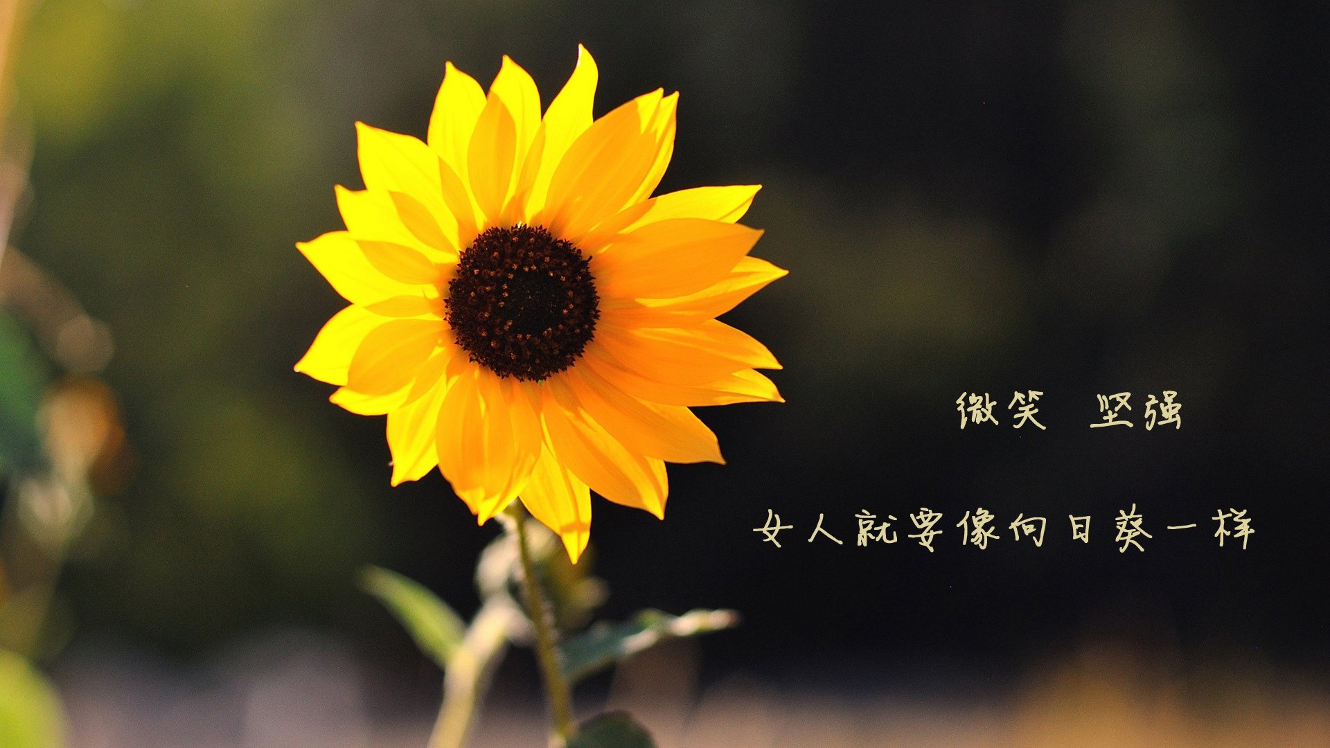 火山脚下的猜谜赛:融合观光与运动