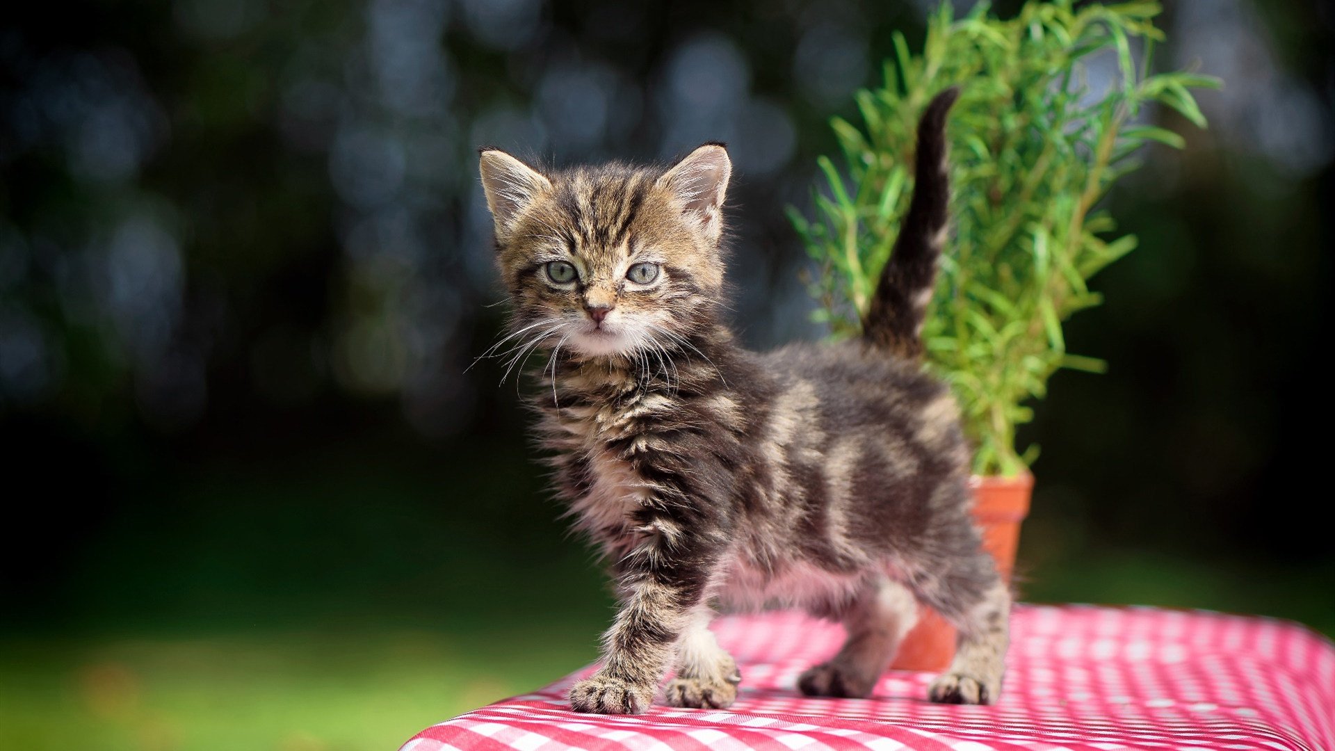 篮网少年球员设立自创品牌，开启球场外创业之路，篮网队球衣赞助商