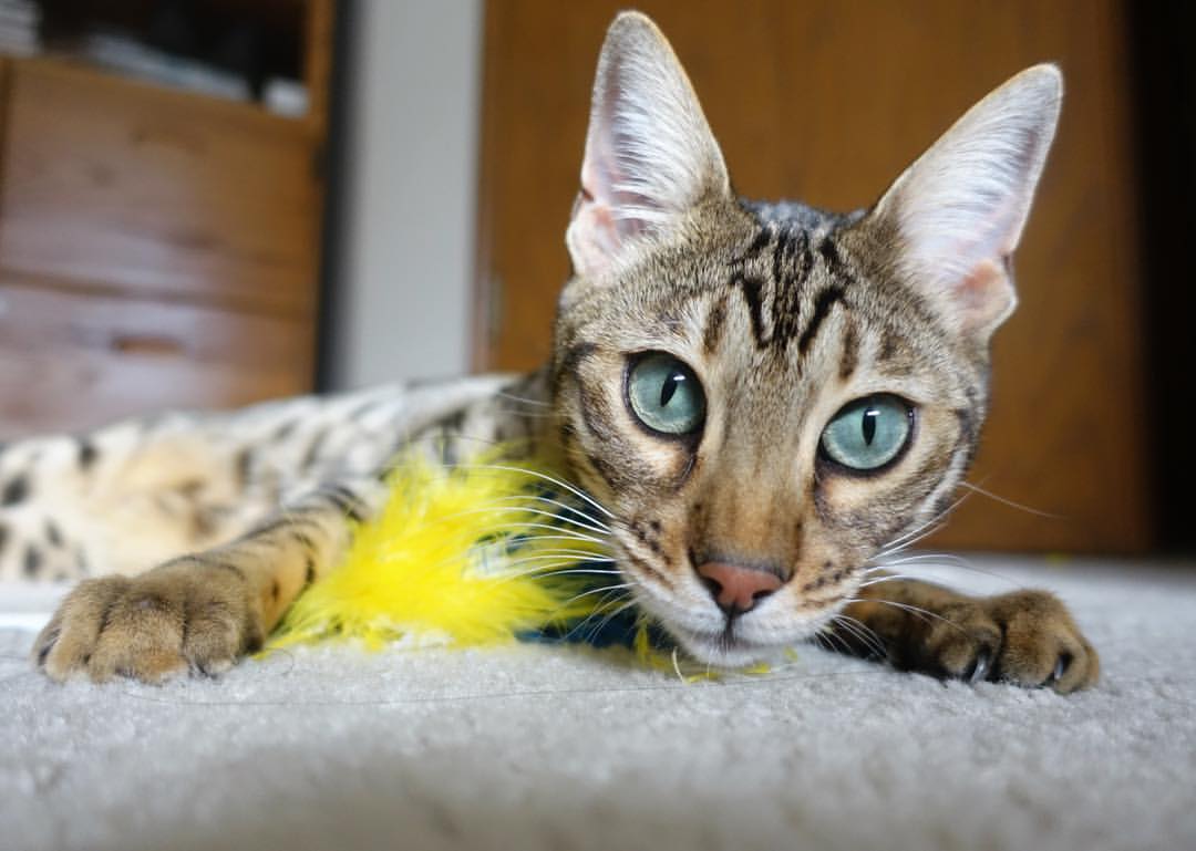 中国男子水球队力克日本，亚运会迎来开门红，中国男子水球运动员