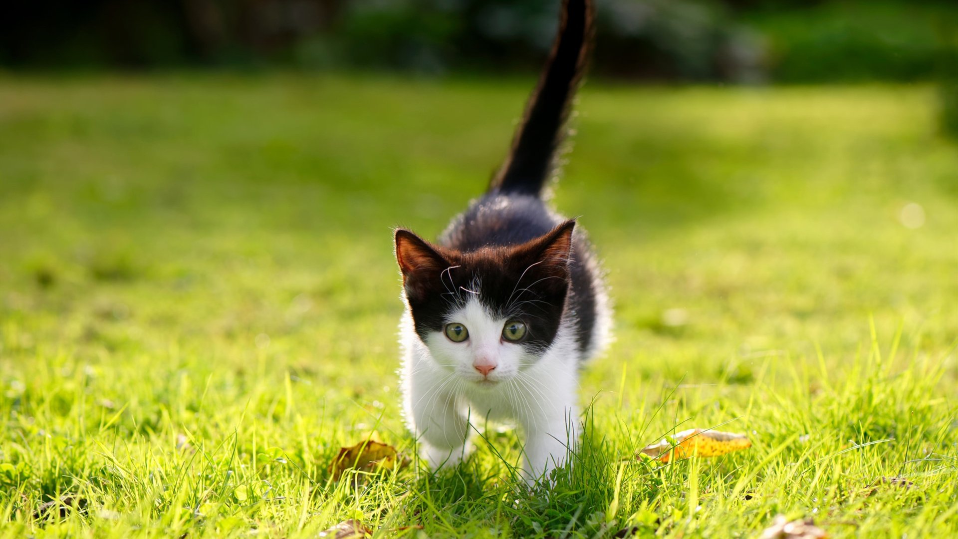 爱游戏电竞官网-中国足球推动中小学足球课程体系建设，中小学足球教学的基本要求
