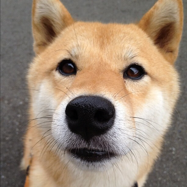 保利斯塔年轻阵容潜力巨大，啊苏保利斯塔