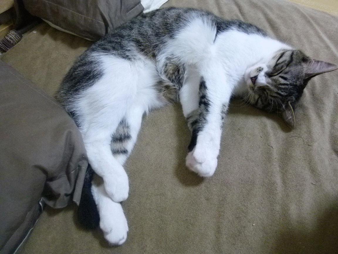 AIYOUXI.COM-半决赛前瞻：阿根廷迎战荷兰，阿根廷对荷兰点球