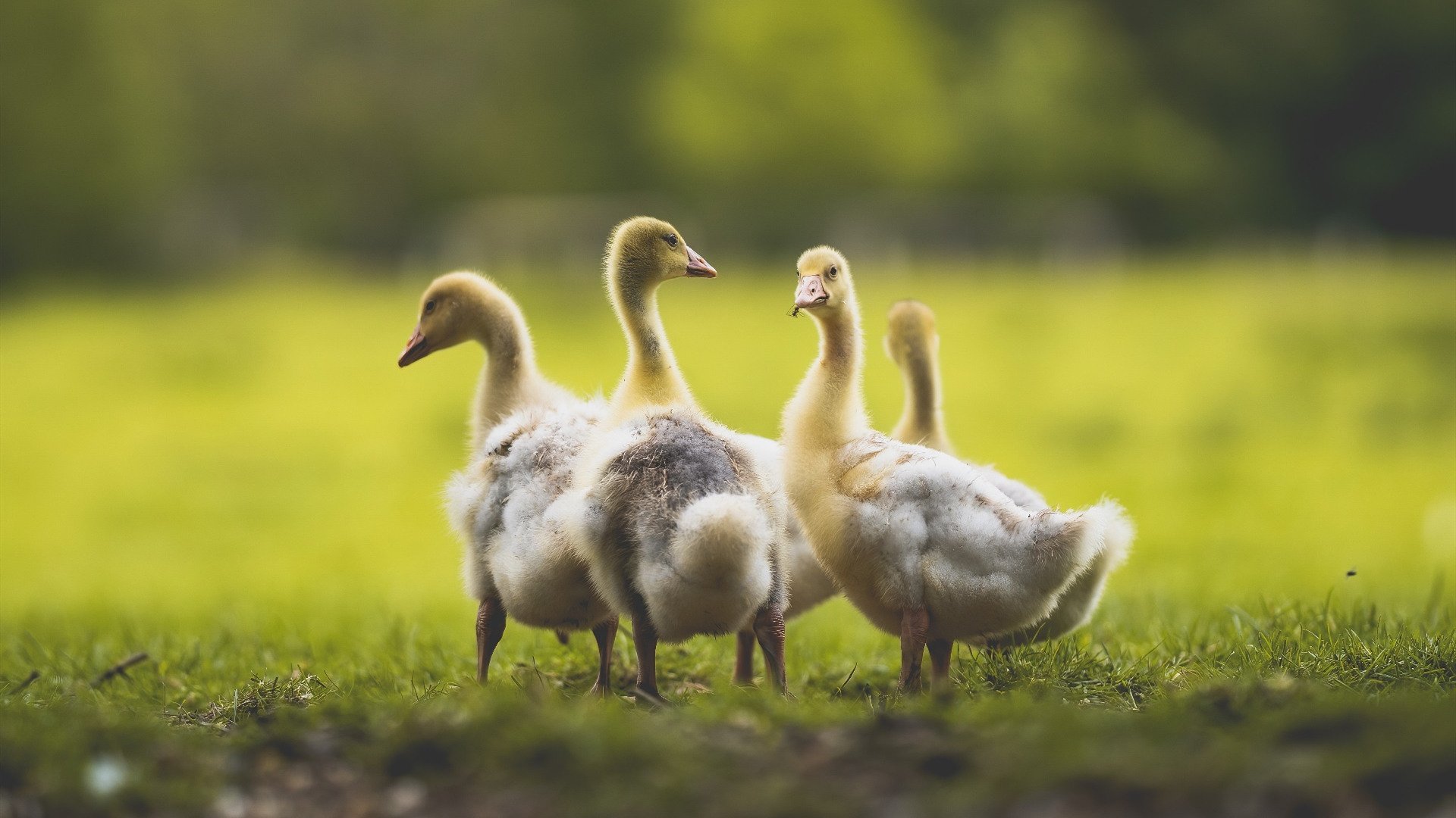 爱游戏体育APP下载-女足比赛中，中国队员武某获得最佳守门员奖，女足比赛中,中国队员武某获得最佳守门员奖项