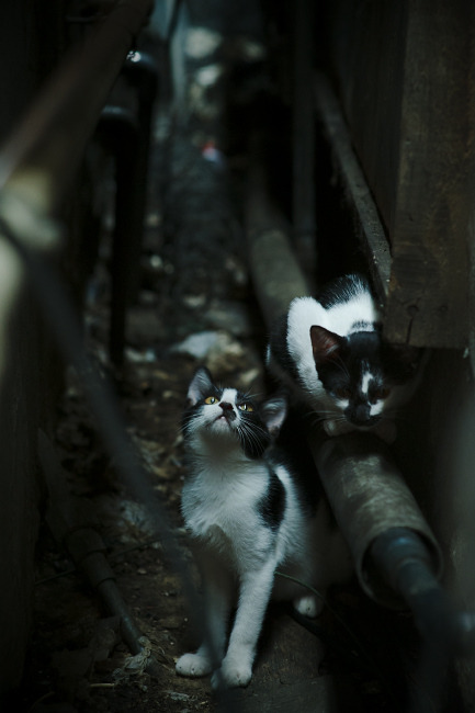 快船主场大胜爵士,确保季后赛席位,快船胜爵士队集锦