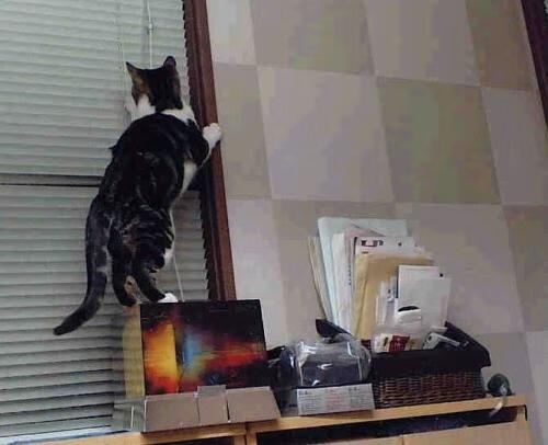 爱游戏 电竞-纽卡斯尔联主场3-2险胜布伦特福德，进攻端火力全开，纽卡斯尔联队