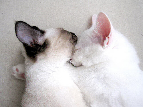 爱游戏登录入口-足球场馆维护管理是否专业化，足球场馆维护管理是否专业化管理