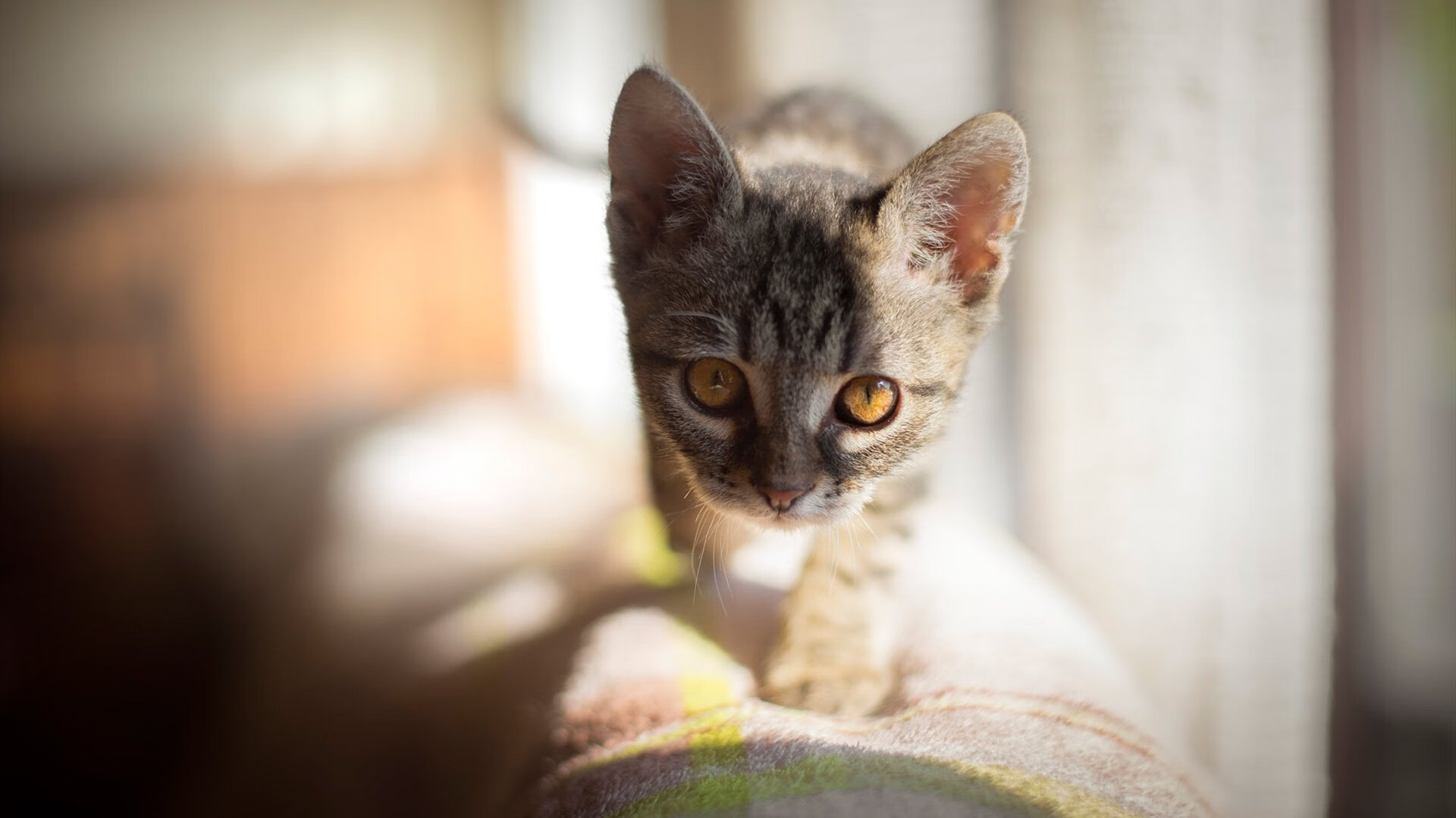 泰国马术协会授予胡安·卡洛斯·费尔南德斯“年度最佳马术教练”称号。