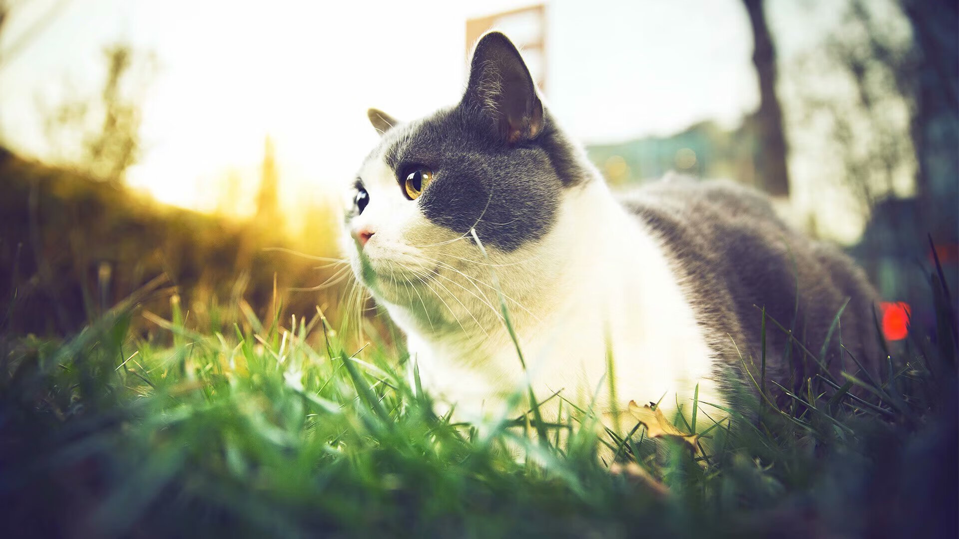 NBA球队防守战术演变趋势，nba防守战术大全