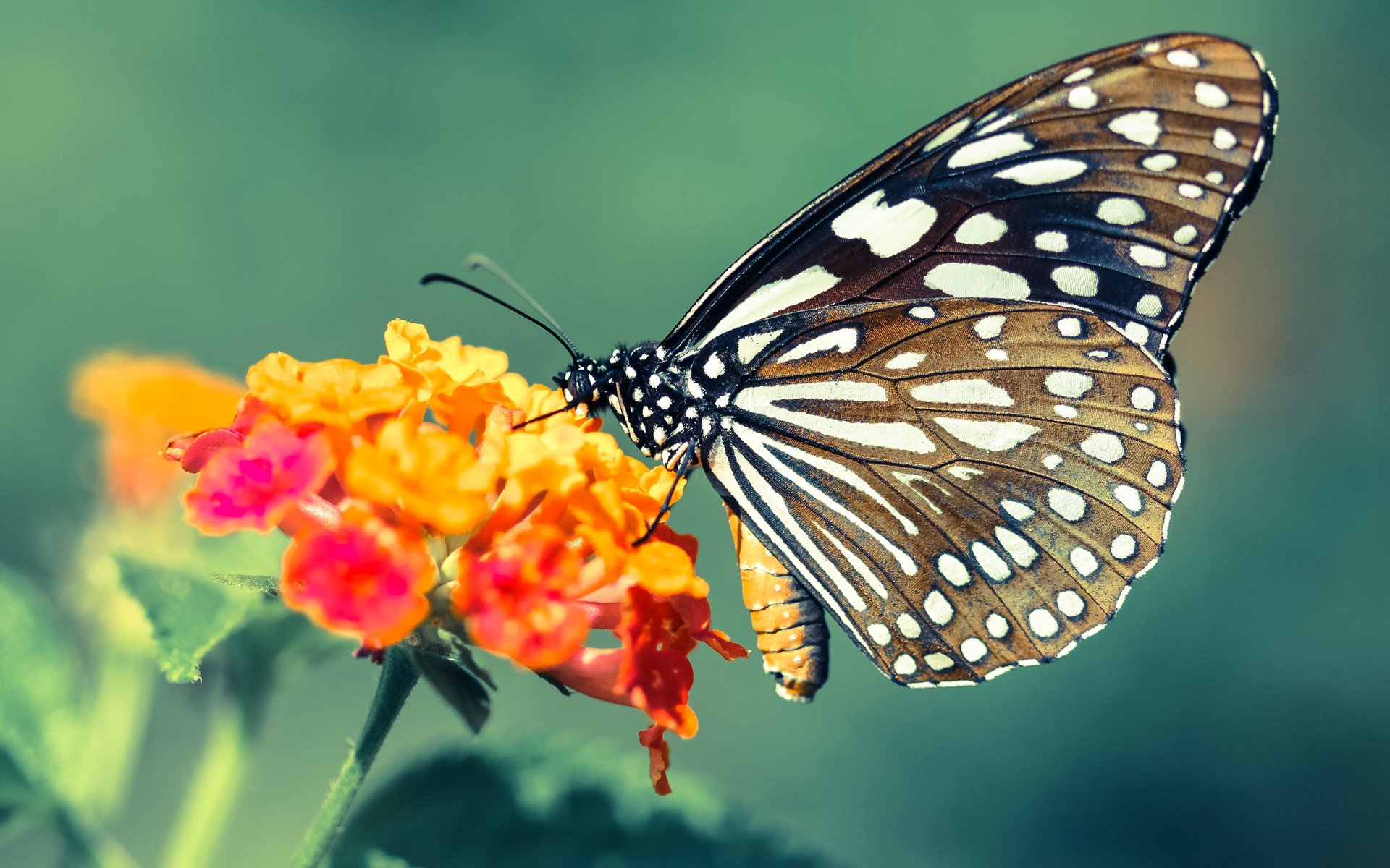 爱游戏在线登录入口-世俱杯幕后：球队备战的那些秘密，世俱杯啥意思