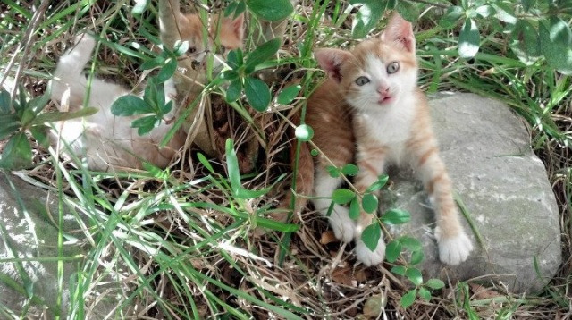 爱游戏官方-德甲赛季中期体能衰减趋势与恢复干预效果评估，德甲身体对抗