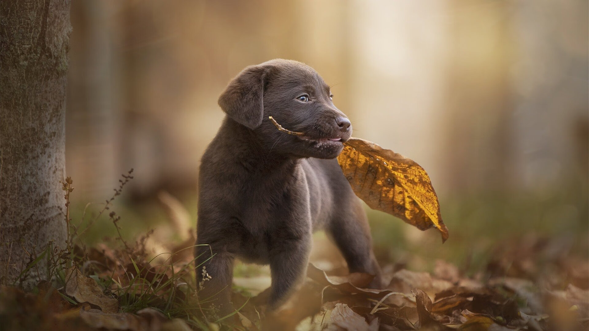 意甲青训中心采用动态情绪测评系统优化训练反馈机制