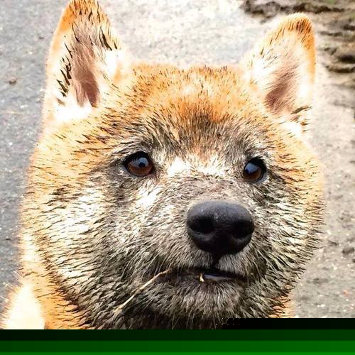 爱游戏娱乐网址-乒乓球新赛制：2024国际乒联混合团体世界杯，国际乒联考虑延期举办世乒赛