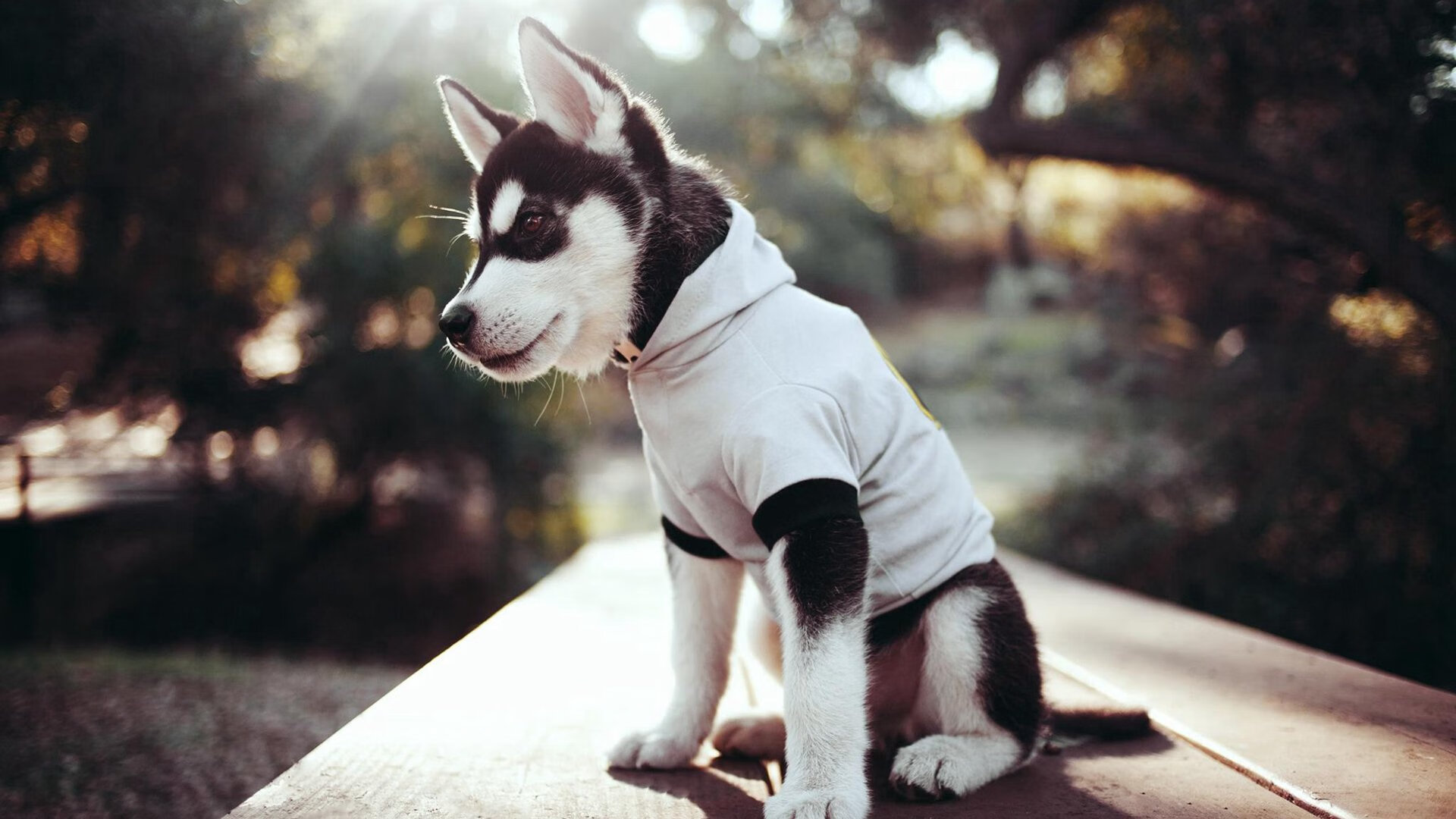 爱游戏体育APP下载-传球视野宽广的前锋战术价值解读，传球最好的大前锋