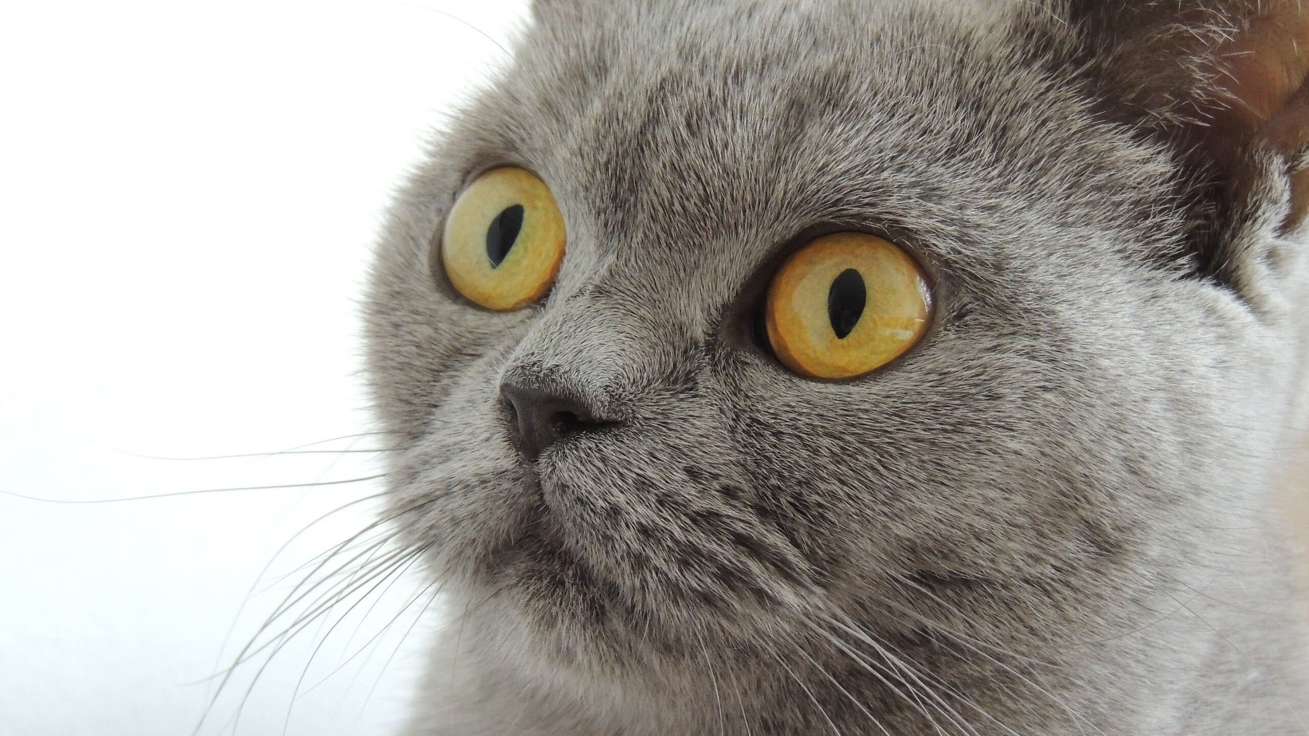 爱游戏体育app-大学生乒乓球锦标赛上演巅峰对决，大学生乒乓球联赛冠军