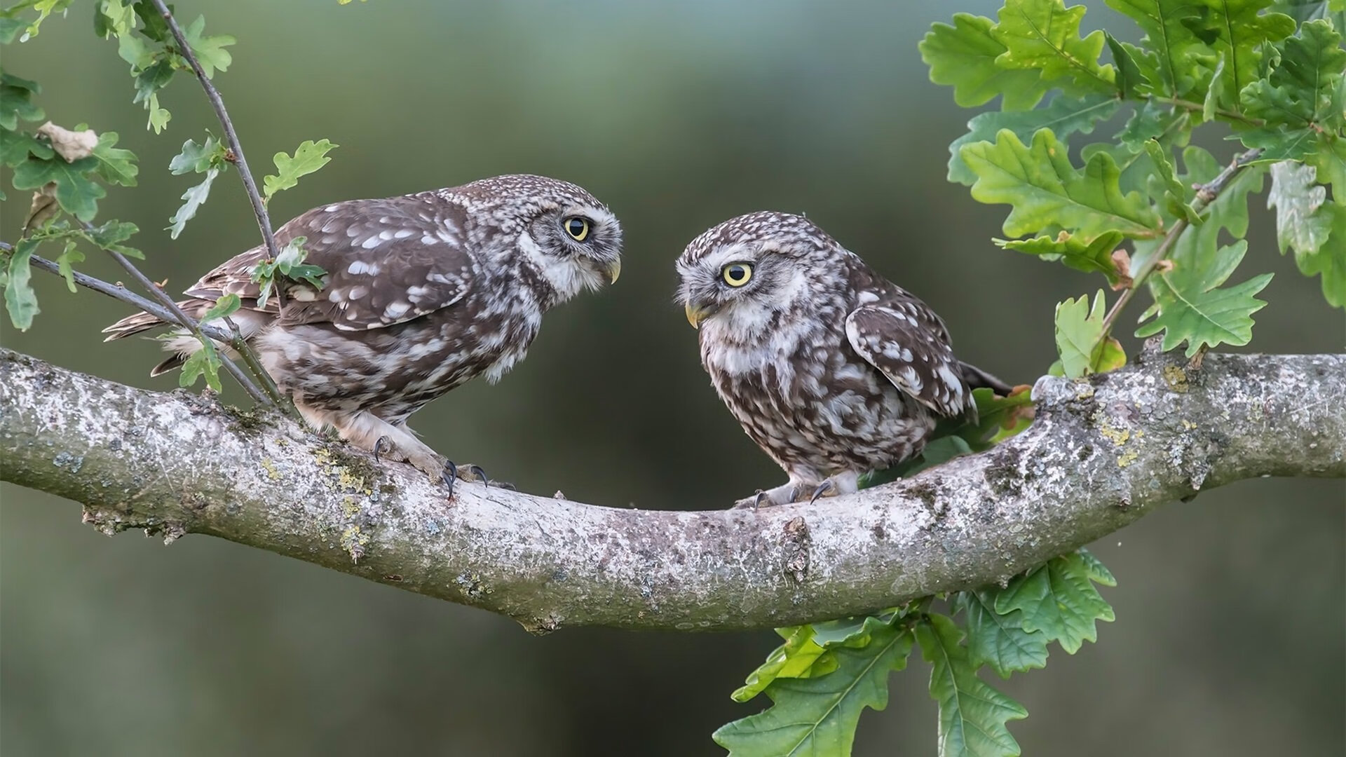 德国男将挑战意法强敌获佳绩，德国男团击败日本