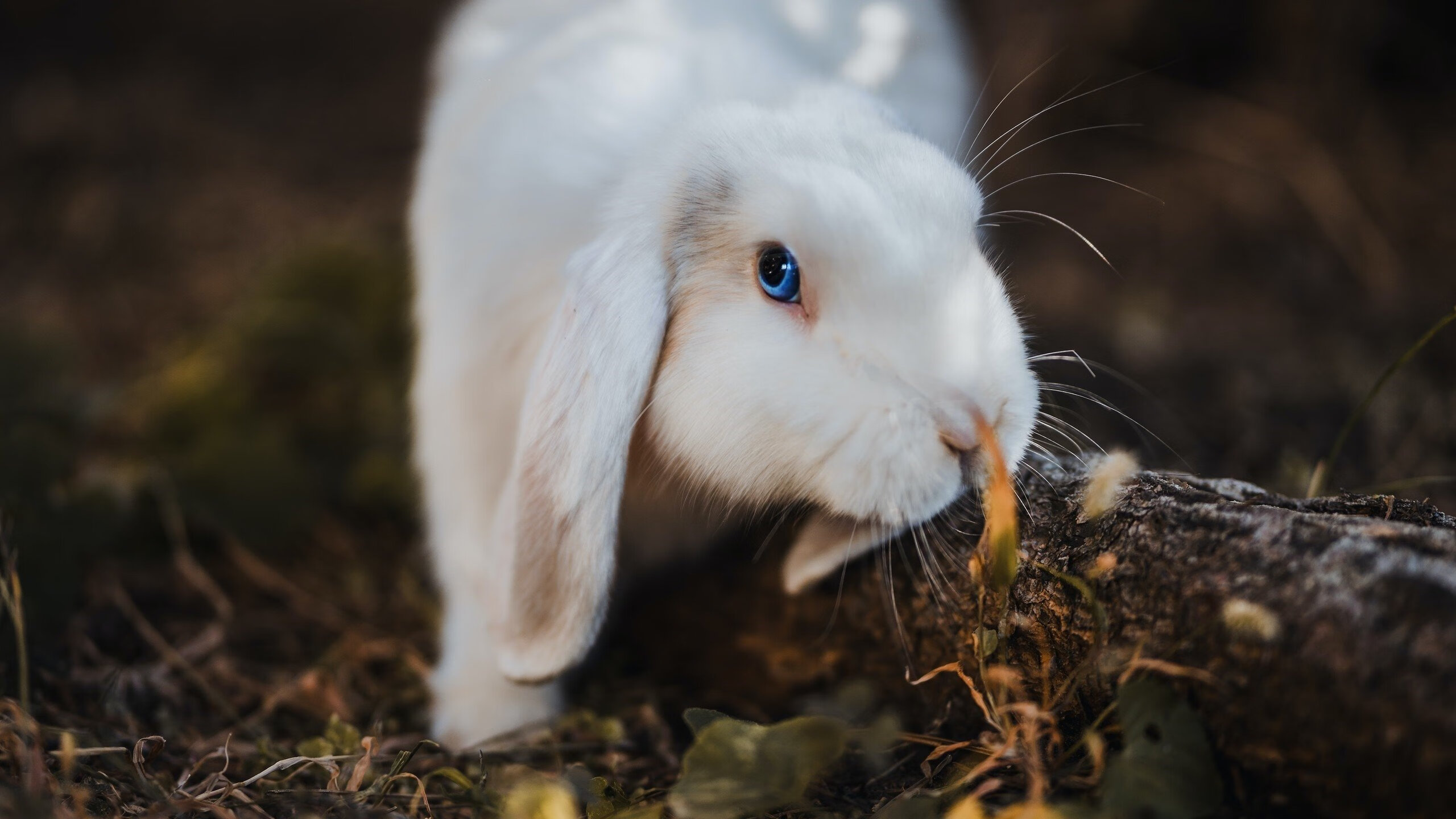 激烈大战 奥预赛上国家队成功迎战，奥林匹克大战