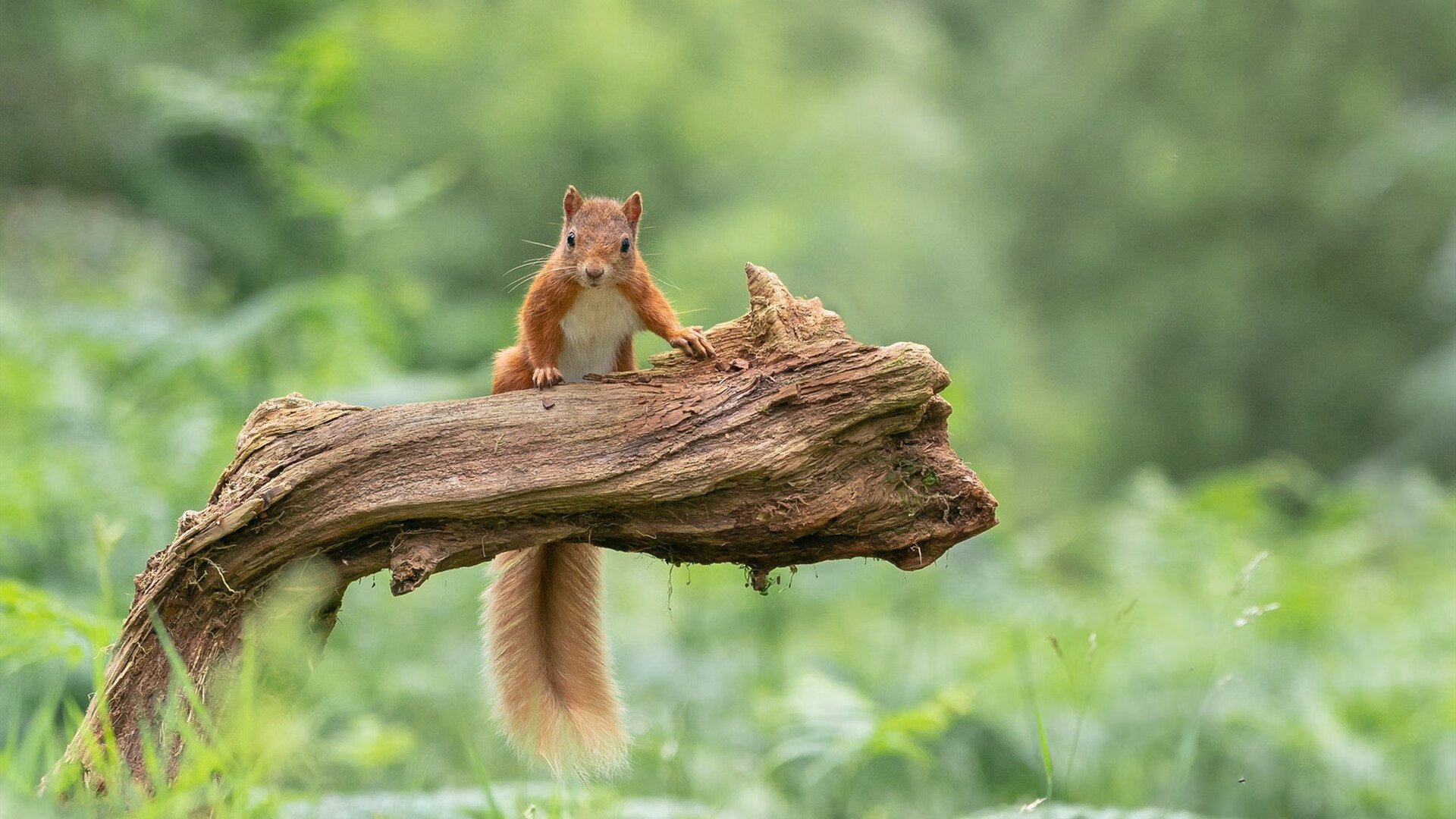胡贝特·科斯决赛表现超出预期,胡安贝坦科特